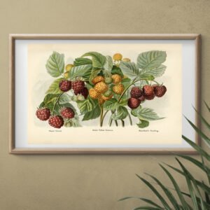 The Fruit Grower’s Guide: Vintage Illustration of Raspberry – Botanical Wall Art for Home Decor