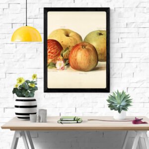 Pippin Apple Illustration – Vintage Botanical Art Print for Home Decor